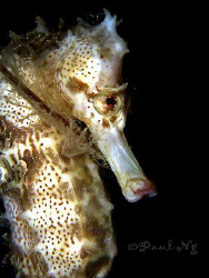Sea Horse - Perhentian - Malaysia - Canon G9 - March 2008 by Paul Ng 